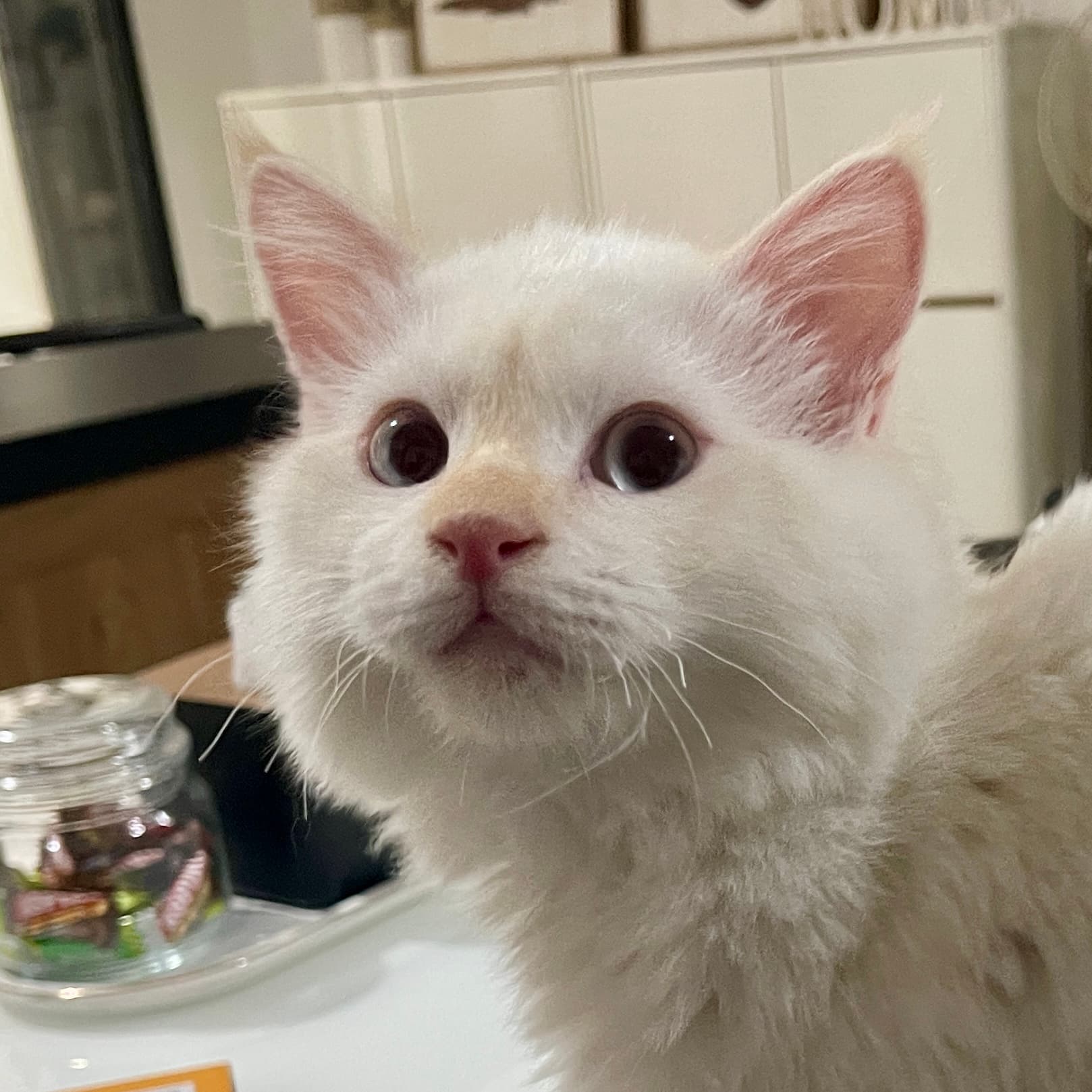 Cat (Putih) | 뿌띠